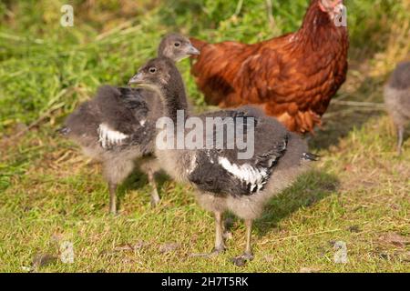 Rotbrustgänse (Branta ruficollis). Unreife, juvenile Vögel, oder Gänseküken, ? Tage alt, die von einer häuslichen Bruderhenne im Hintergrund aufgezogen werden. Stockfoto