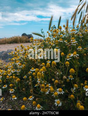 Vertikale Nahaufnahme von wunderschönen Gänseblümchen, die am Strand blühen Stockfoto
