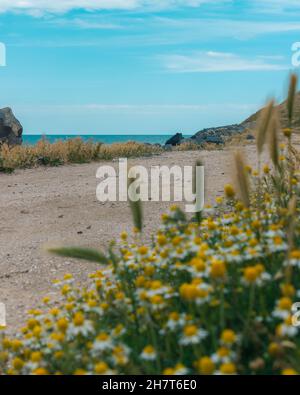 Vertikale Nahaufnahme von wunderschönen Gänseblümchen, die am Strand blühen Stockfoto