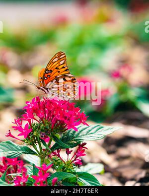 Vertikale Nahaufnahme eines orangefarbenen Schmetterlings mit gemusterten Flügeln auf einer rosa Blume Stockfoto