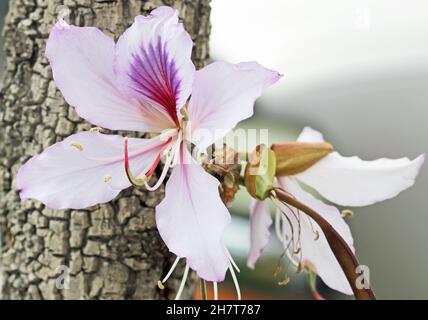 Orchideenbaumblume aus Hongkong Stockfoto