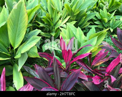 Frische schöne große Pflanzen im Frühlingsgarten Laub Stockfoto