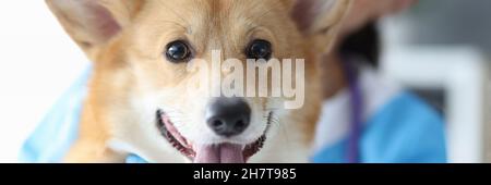 Schöner welsh Corgi beim Tierarzttermin aus der Nähe Stockfoto