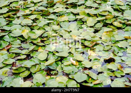 Nahaufnahme von frogbit-Blättern (Hydrocharis morsus-ranae) auf Wasser Stockfoto