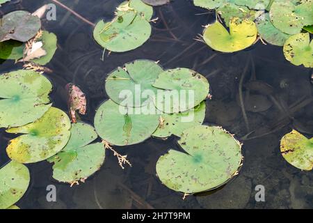 Nahaufnahme von frogbit-Blättern (Hydrocharis morsus-ranae) auf Wasser Stockfoto