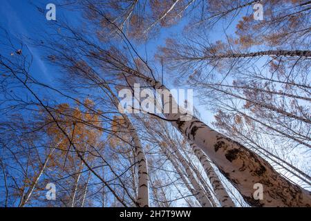 Aufnahme von Birken mit schrägen Stämmen, die sich bis in den blauen Himmel erstrecken. Stockfoto