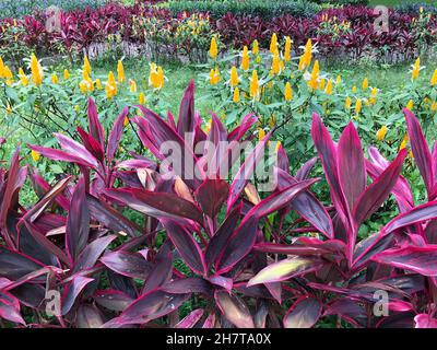 Gelbe oder goldene Garnelenpflanze, Pachystachys lutea in einem Garten Stockfoto