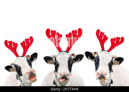 Weihnachten lustige Kuh auf weißem Hintergrund isoliert. Porträt von drei Kühen in Weihnachten Rentier Antlers Stirnband. Stockfoto