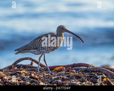 Curlew (Numenius arquata) auf Seegras, das am Strand, Shetland, ausgewaschen wurde Stockfoto