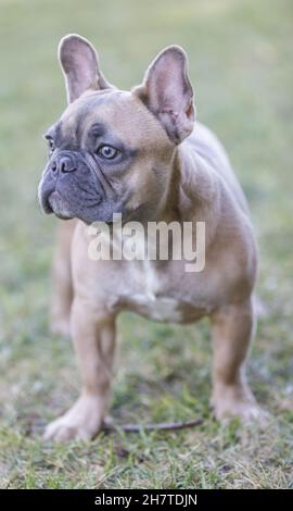 6-monatiger alter blauer Sable männlicher Franzose, der steht und wegschaut. Hundepark an der Leine in Nordkalifornien. Stockfoto