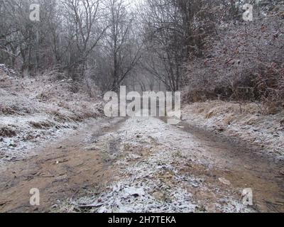 Schlammige Straße in weißem Wald mit Neuschnee bedeckt in Bulgarien. Stockfoto