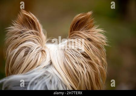 Rückansicht des Hinterkopfes eines niedlichen Yorkshire Terrier Hundes, der weit weg schaut. Stockfoto