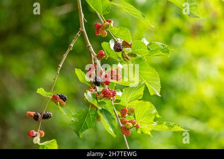 Nahaufnahme von frischer Maulbeere am Baumzweig in Bulgarien. Stockfoto