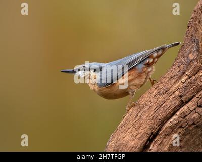 Nuthatch (Sitta europaea) auf Baumstumpf mit diffusem Hintergrund Stockfoto