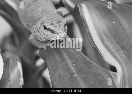 Der smaragdgrüne Gecko ist ein schönes, laues Raubtier. Sie jagt Insekten. Es wird auch in Terrarien gehalten, die ein tropisches Klima haben müssen. Stockfoto