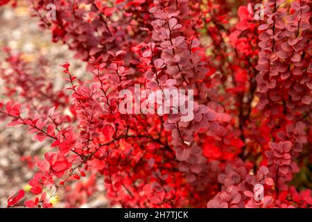 Herbstlicher Berberis thunbergii (oder japanische Berberbeere) mit leuchtend roten Blättern und Beeren. Natürlicher Hintergrund im Herbst Stockfoto