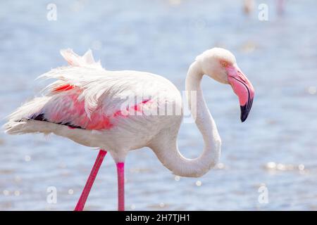 Pinker Flamingo mit typisch langem Hals Stockfoto