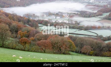 Cwmrheidol, Ceredigion, Wales, Großbritannien. 25th November 2021 UK Wetter: Kalter frostiger Morgen in Ceredigion, mit niedrig liegendem Nebel in den Tälern. Hier sieht man den Nebel, der die Herbstbäume entlang des Rheidol-Tals in der Mitte von Wales umhüllt. © Ian Jones/Alamy Live News Stockfoto