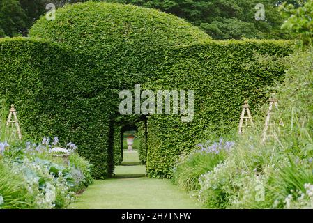 Torbogen in Beech Hedge in Levens Hall & Gardens, Kendal, Lake District National Park, Cumbria, England, Großbritannien Stockfoto