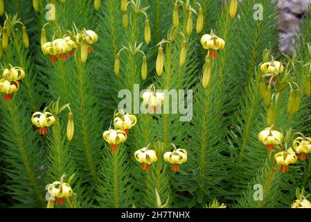 Lilium Pyrenaicum 'Yellow Turk's-Cap Lily' Blumen, die in den Grenzen von Levens Hall & Gardens, Lake District National Park, Cumbria, Großbritannien, angebaut werden. Stockfoto