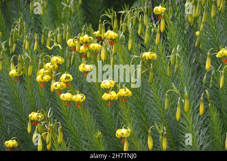 Lilium Pyrenaicum 'Yellow Turk's-Cap Lily' Blumen, die in den Grenzen von Levens Hall & Gardens, Lake District National Park, Cumbria, Großbritannien, angebaut werden. Stockfoto