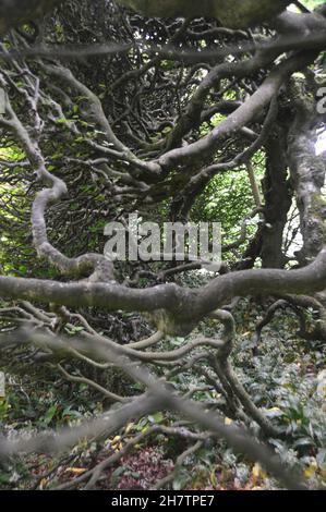 Im Inneren der dunklen, knorrigen und verdrehten 300 Jahre alten Buchenbaumhexte in Levens Hall & Gardens, Kendal, Lake District National Park, Cumbria, England, Großbritannien Stockfoto