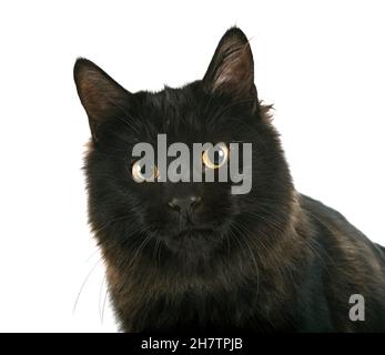 Junge Kurilian Bobtail vor weißem Hintergrund Stockfoto