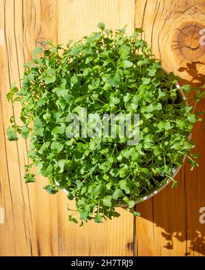 Kale-Mikrogrüns, in einer weißen Schale, auf einem Holzbrett, aus der Nähe, von oben. Frische grüne Triebe aus Blattkohl, Sämlinge und Jungpflanzen. Stockfoto