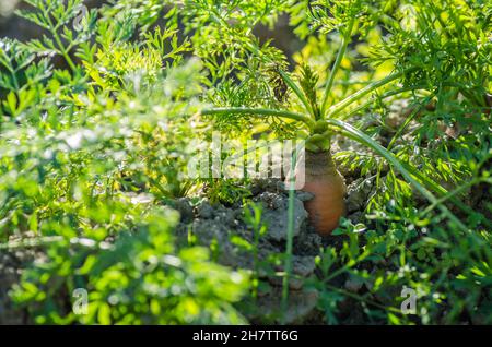 Ungeerntete Wurzeln von biologisch produzierten Karotten im Garten. Stockfoto