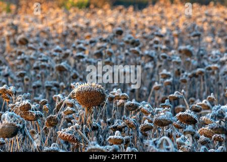 Bretherton, Lancashiure. Wetter in Großbritannien. 25. November 2021. Kalter frostiger, kalter Morgen mit heiterem, federnem Frost auf Sonnenblumenköpfen. Eine atemberaubende, blühende Getreideernte, wenn dieses 6 Hektar große Feld blüht, ist bereit zur Ernte, während der Boden mit den kühlen Novembertemperaturen aushärtet. Sonnenblumen sollten geerntet werden, sobald der Kelch seine bräunlich-gelbe Farbe erreicht. Quelle: MediaWorldImages/AlamyLiveNews Stockfoto