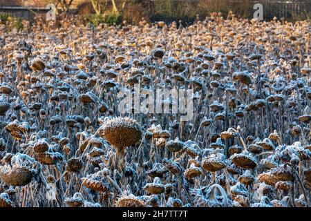 Bretherton, Lancashiure. Wetter in Großbritannien. 25. November 2021. Kalter frostiger, kalter Morgen mit heiterem, federnem Frost auf Sonnenblumenköpfen. Eine atemberaubende, blühende Getreideernte, wenn dieses 6 Hektar große Feld blüht, ist bereit zur Ernte, während der Boden mit den kühlen Novembertemperaturen aushärtet. Sonnenblumen sollten geerntet werden, sobald der Kelch seine bräunlich-gelbe Farbe erreicht. Quelle: MediaWorldImages/AlamyLiveNews Stockfoto