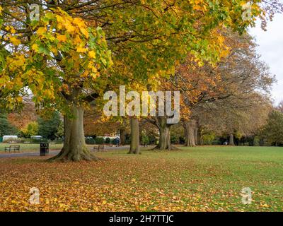 Herbstfarbe, Abington Park, Northampton, Großbritannien Stockfoto