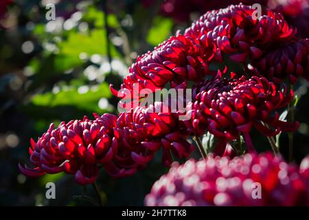 Rosa Chrysanthemen Herbstgarten. Ein Blumenbeet in hellem Sonnenlicht. Schöne abstrakte Hintergrund von lila Blumen in weichen Fokus. Das natürliche Layout Stockfoto