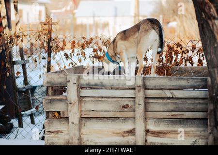 Großer Hund spielt im Hinterhof. Hund im blauen Kragen geht um Hinterhof, steht auf Holzschuppen und springt auf Schnee, Winterlandschaft Stockfoto