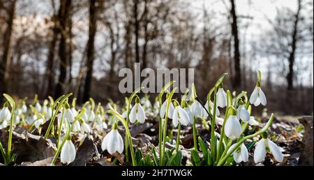 Blumen Schneeglöckchen im Garten, Sonnenlicht. Erste schöne Schneeglöckchen im Frühling. Gewöhnlicher Schneeglöpfen blüht. Galanthus nivalis blühen im Frühlingswald. Schneeglöckchen aus nächster Nähe. Stockfoto