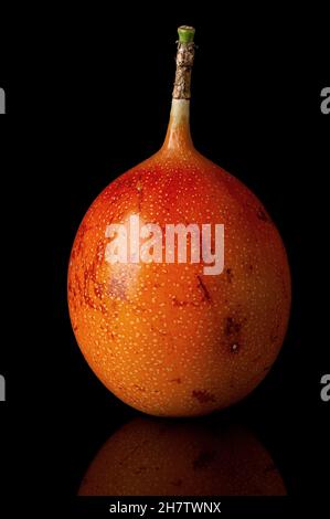 Ganze Tamarillo vertikal mit Reflexion isoliert auf schwarzem Hintergrund Stockfoto