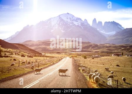 heepherde grasen auf der Schaffarm auf dem Weg nach Torres del Paine in Patagonien chilena - Reise Wanderlust Konzept mit Naturwunder in Chile Stockfoto