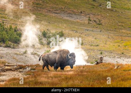 Ein Bison vor Geysire im Yellowstone National Park Stockfoto