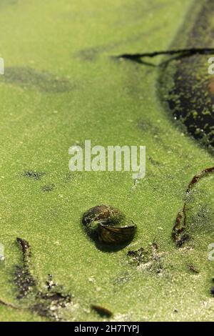 Leere Schneckenmuschel, die in der hellen Sommersonne im flachen Fluss liegt. Stockfoto