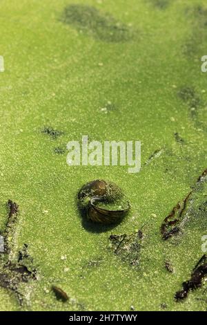 Leere Schneckenmuschel, die in der hellen Sommersonne im flachen Fluss liegt. Stockfoto