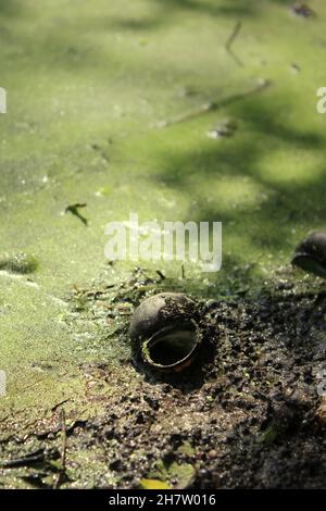 Leere Schneckenmuschel, die in der hellen Sommersonne im flachen Fluss liegt. Stockfoto