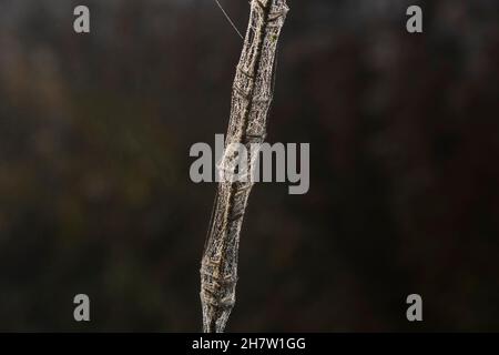 Ein Spinnennetz im frühen Morgenlicht auf einem Stock 4 Stockfoto