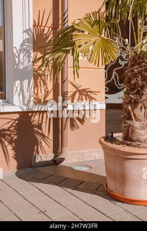 Schatten der getopften Livistona-Palme an der Wand an einem sonnigen Tag Stockfoto