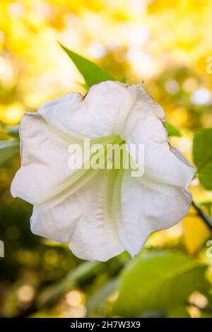 Blüte einer Engelstrompete (lat. Brugmansia). Bluete einer Engelstrompete (lat. Brugmansia). Stockfoto