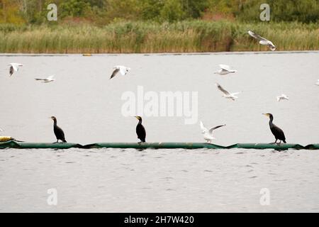 Süßwasser Wildvögel leben in natürlichen Lebensraum Stockfoto