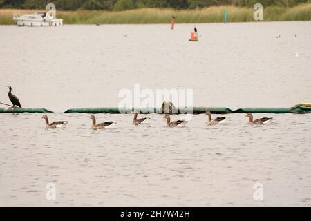 Süßwasser Wildvögel leben in natürlichen Lebensraum Stockfoto