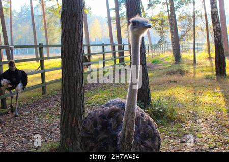 Strauß vor dem Hintergrund von verschwommenen Bäumen und einem Zaun. Straußenfarm im Wald. Stockfoto