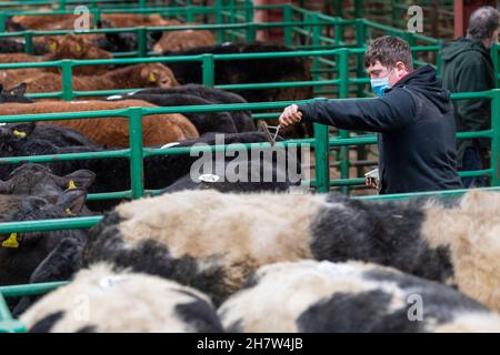 Zeigt Rinder bei einem Verkauf von Rinderkalben, Kirkby Stephen, Cumbria, während der Pandemie von Covid-19. VEREINIGTES KÖNIGREICH Stockfoto