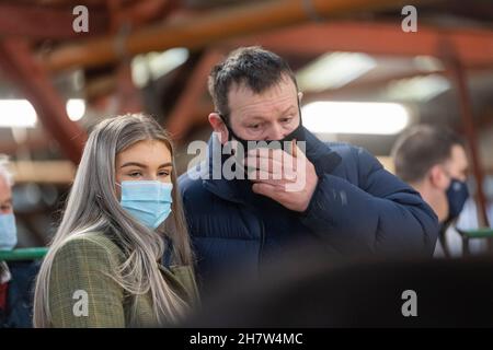 Zeigt Rinder bei einem Verkauf von Rinderkalben, Kirkby Stephen, Cumbria, während der Pandemie von Covid-19. VEREINIGTES KÖNIGREICH Stockfoto