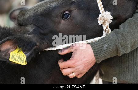 Zeigt Rinder bei einem Verkauf von Rinderkalben, Kirkby Stephen, Cumbria, während der Pandemie von Covid-19. VEREINIGTES KÖNIGREICH Stockfoto